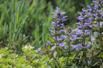 Image of Bugleweed