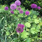 Image of Ornamental Allium