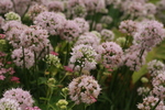 Image of Ornamental Onion