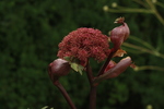 Image of Purple Angelica