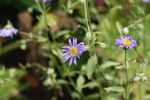 Image of Tatarian Aster