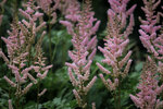 Image of Big Deal Pink Astilbe