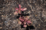 Image of Bloodleaf (Hmong: Knaj Liab)