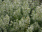 Image of Calamint