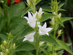 Image of Large Flowered Bellflower