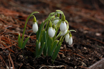 Image of Common Snowdrop