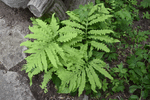 Image of Senstitive Fern 