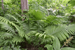 Image of Marginal Shield Fern