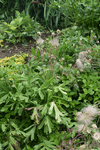 Image of Prairie Smoke 