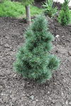 Image of Swiss Stone Pine