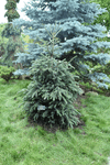 Image of Norway Spruce