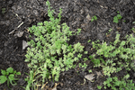 Image of Lemon Thyme