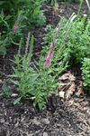 Image of Red Fox Speedwell 