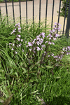 Image of Beardtongue 