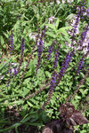 Image of Ornamental Sage