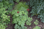 Image of Red Baneberry