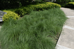 Image of Prairie Dropseed 