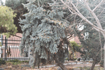 Image of Weeping Blue Colorado Spruce