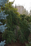 Image of Weeping Norway Spruce