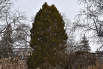 Image of Holmstrup Eastern Arborvitae 