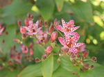 Image of Dark Beauty Formosa Toad Lily