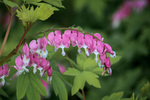 Image of Gold Heart Old-Fashioned Bleeding Heart