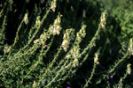 Image of Large Yellow Foxglove 