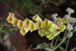 Image of Large Yellow Foxglove