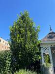 Plant name: Regal Prince Oak Quercus warei cv. Long