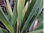 Image of Rattlesnake Master