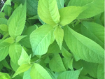 Image of Golden Angel Japanese Shrub Mint