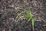 Image of Grassy-Leaved Sweet Flag (Hmong: Pawj Qaib)