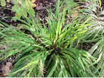 Image of All Gold Japanese Forest Grass