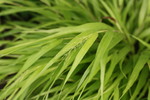 Image of All Gold Japanese Forest Grass