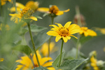 Image of Purple Leaf Sunflowers 