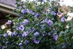 Image of BLUE SATIN Rose-of-Sharon