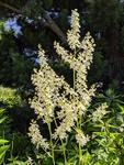 Image of Bunch Flower 