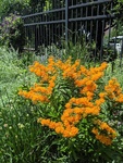 Image of Butterfly Weed