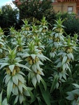 Image of Spotted Bee Balm 