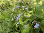 Image of Siberian Bugloss