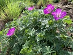 Image of Bloody Cranesbill 