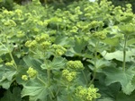 Image of Lady's Mantle