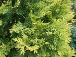 Image of Yellow Ribbon Arborvitae