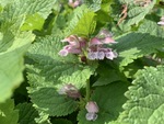 Image of Silva Dead Nettle