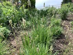 Image of Blue Moor Grass 