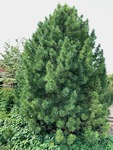 Image of Swiss Stone Pine