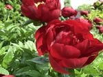 Image of Scarlett O'Hara Peony
