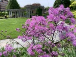 Image of Meadow Rue