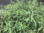 Image of Purple Willow