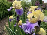 Image of Edith Wolford Bearded Iris